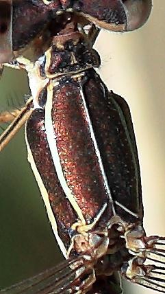 Lestes virens virens